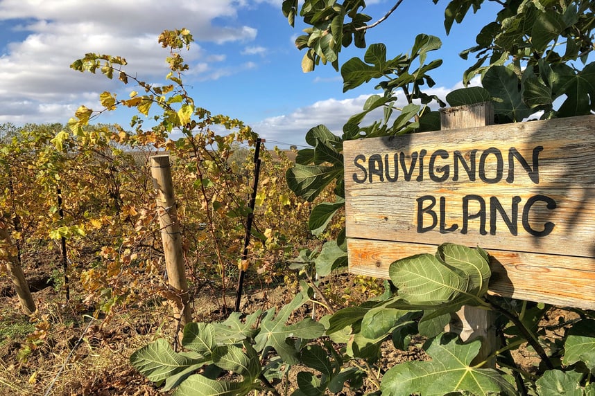 Sauvignon Blanc: Terroir, Eigenschaften und Kombinationen Sauvignon Blanc: Terroir, Eigenschaften und Kombinationen